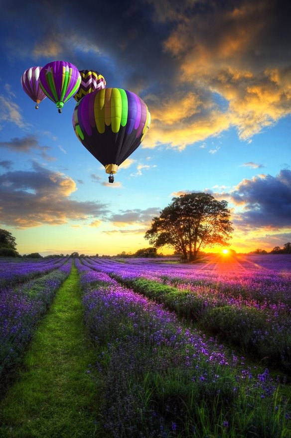 Balloon-ride-over-lavender-fields