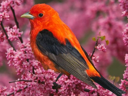 Colourful-Tropical-Bird-bright-colors-17474497-1024-768