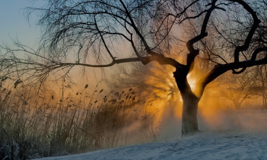 frosty_morning_sunshine_snow_rays_tree_hd-wallpaper-963334